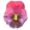 Fleurs 2.gif