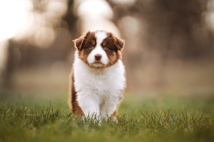 Australian Shepherd Welpe auf Wiese bei Welpenfotoshooting in Aschaffenburg
