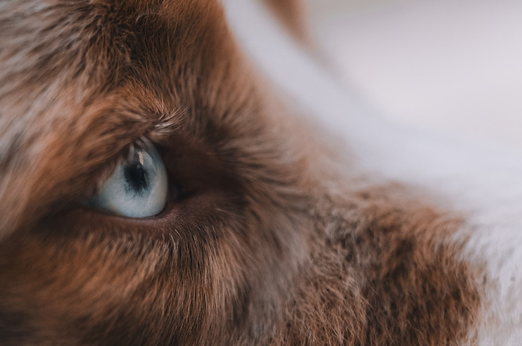 Nahaufnahme Hundeauge bei Hundefotoshooting in Frankfurt