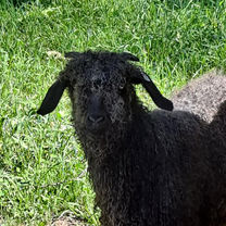 angora.jpg