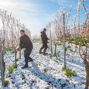 Winzer prüfen im Winter ihre Weinstöcke