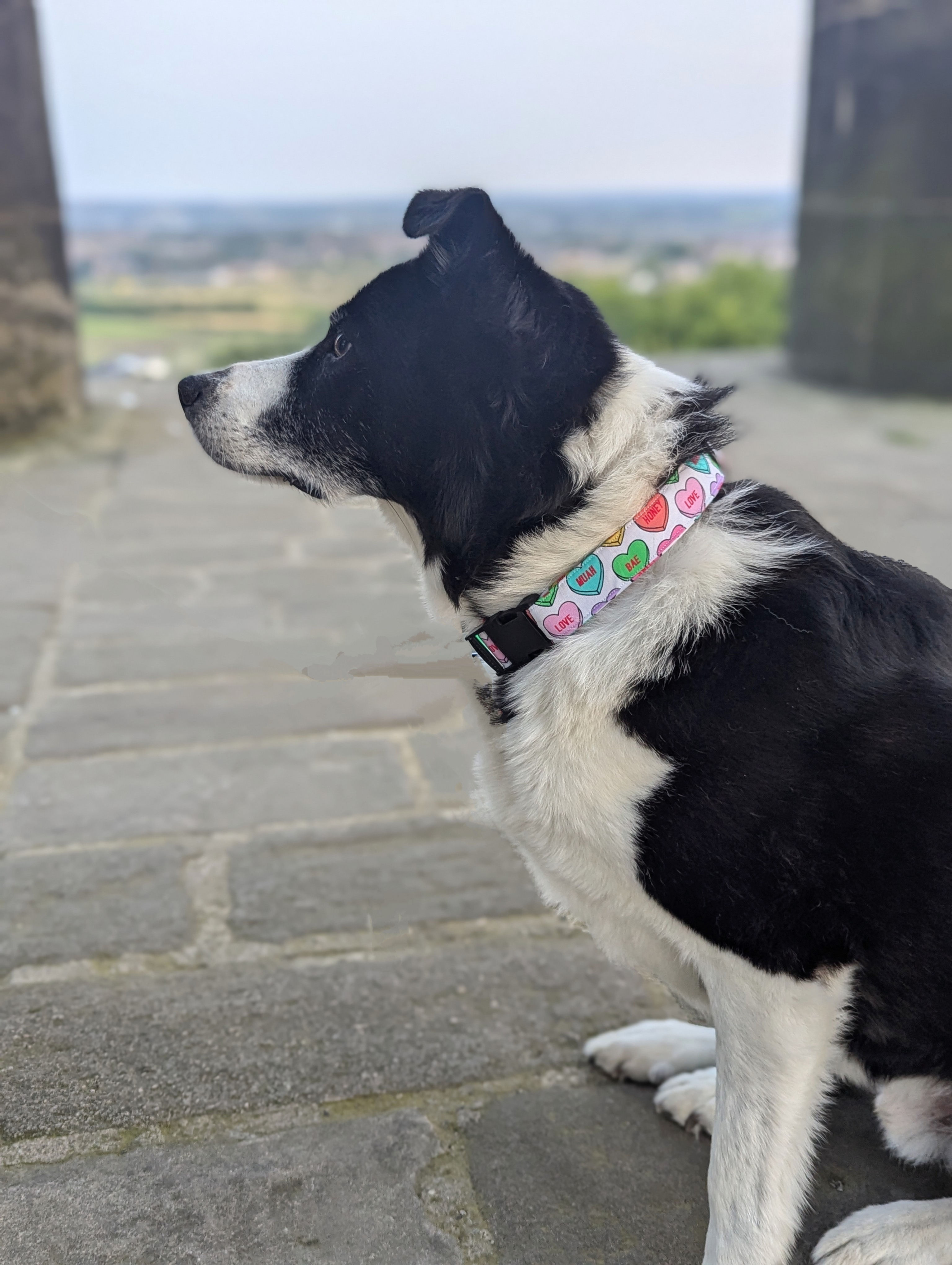 Love heart Collar 5 sizes XS- XL