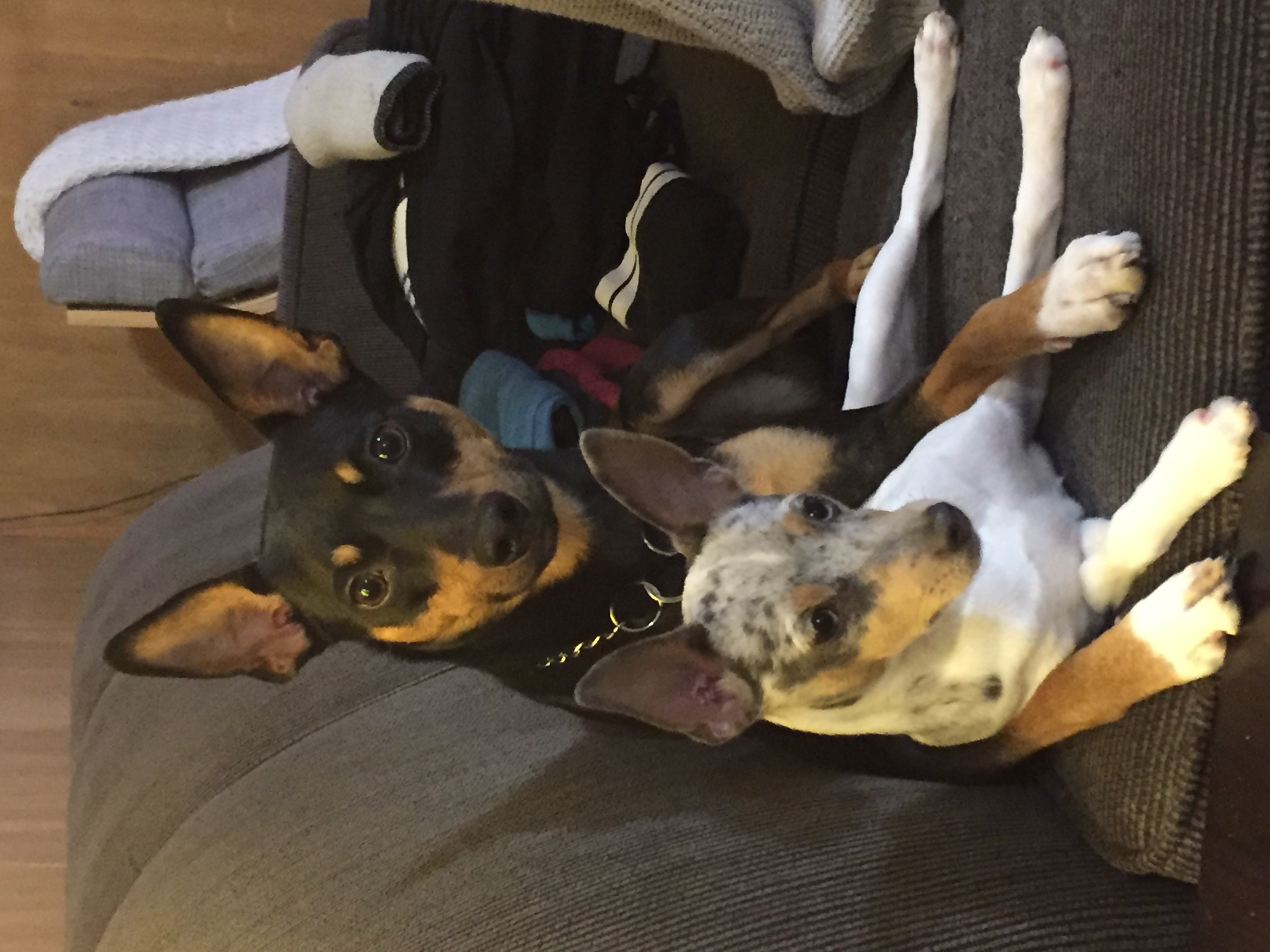 Home Little Soldier Rat Terriers