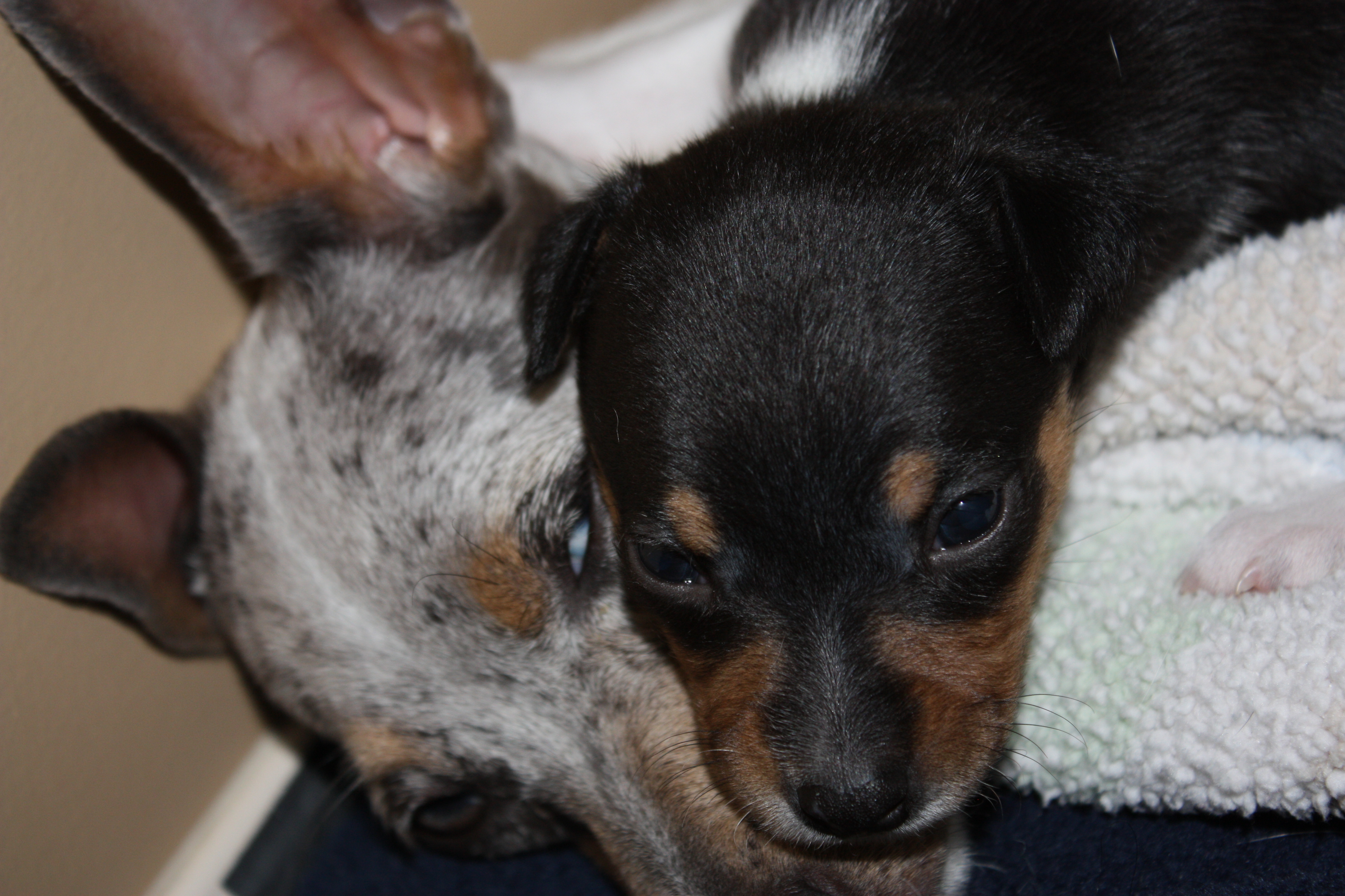 Home Little Soldier Rat Terriers