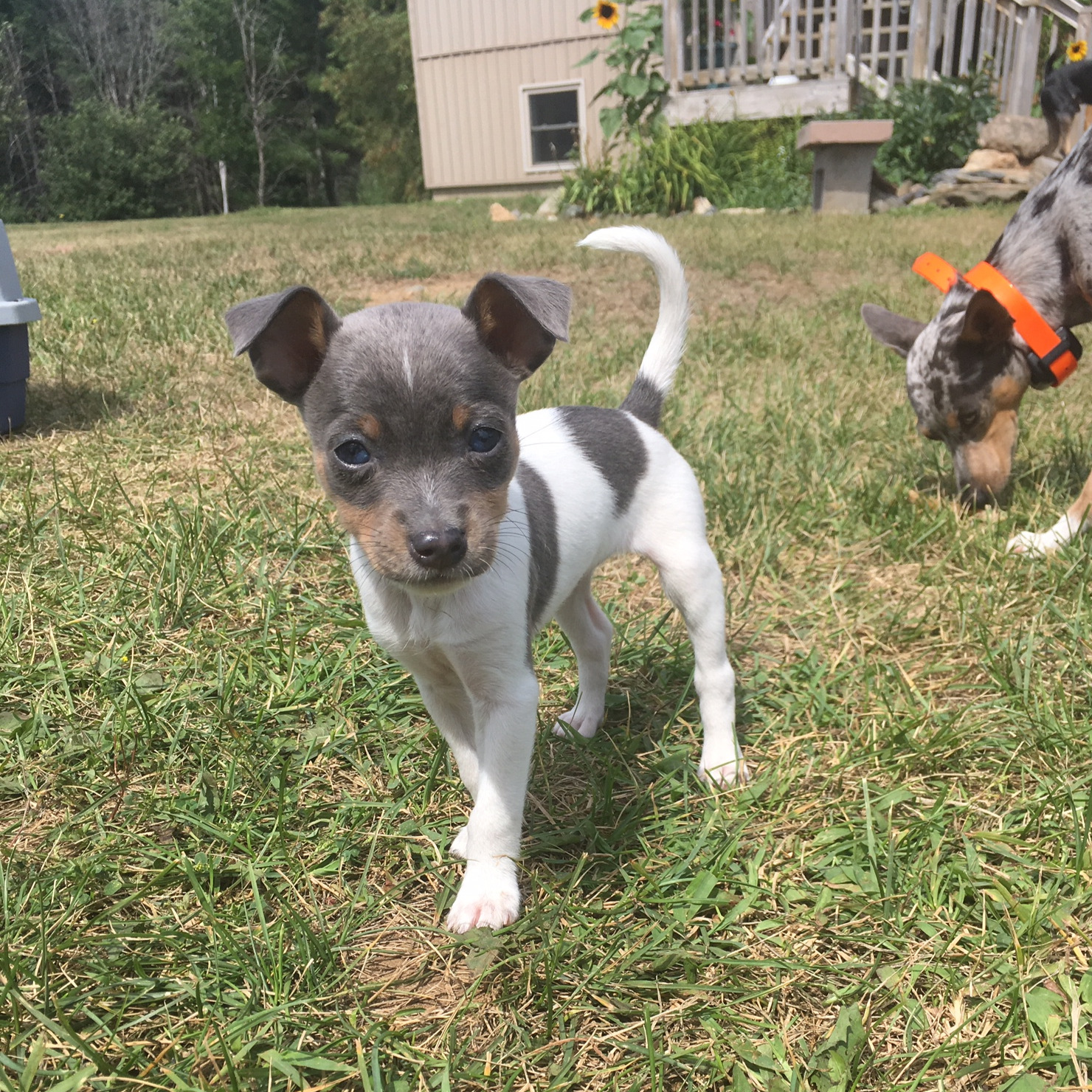 Home Little Soldier Rat Terriers