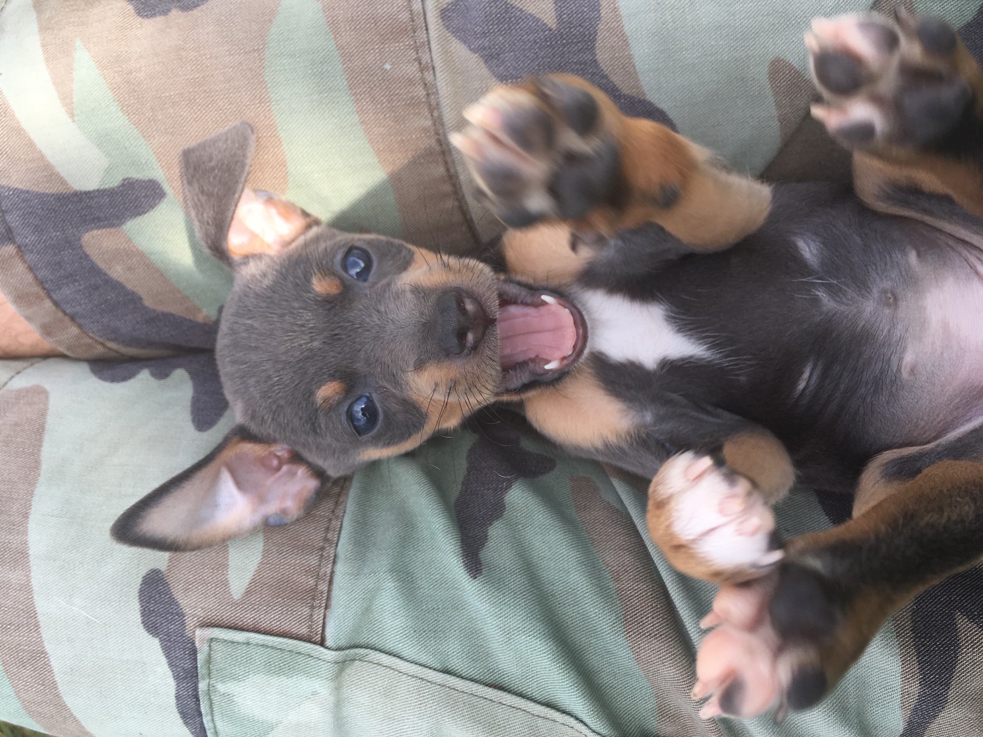 Home Little Soldier Rat Terriers