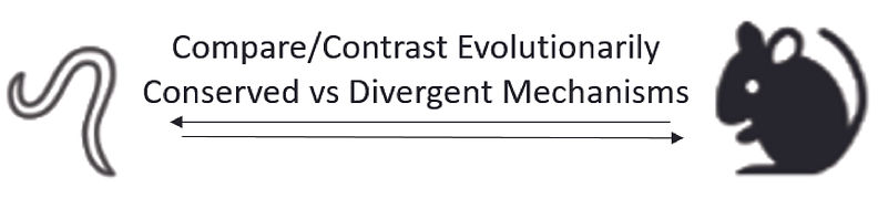 BiDirection Model.jpg