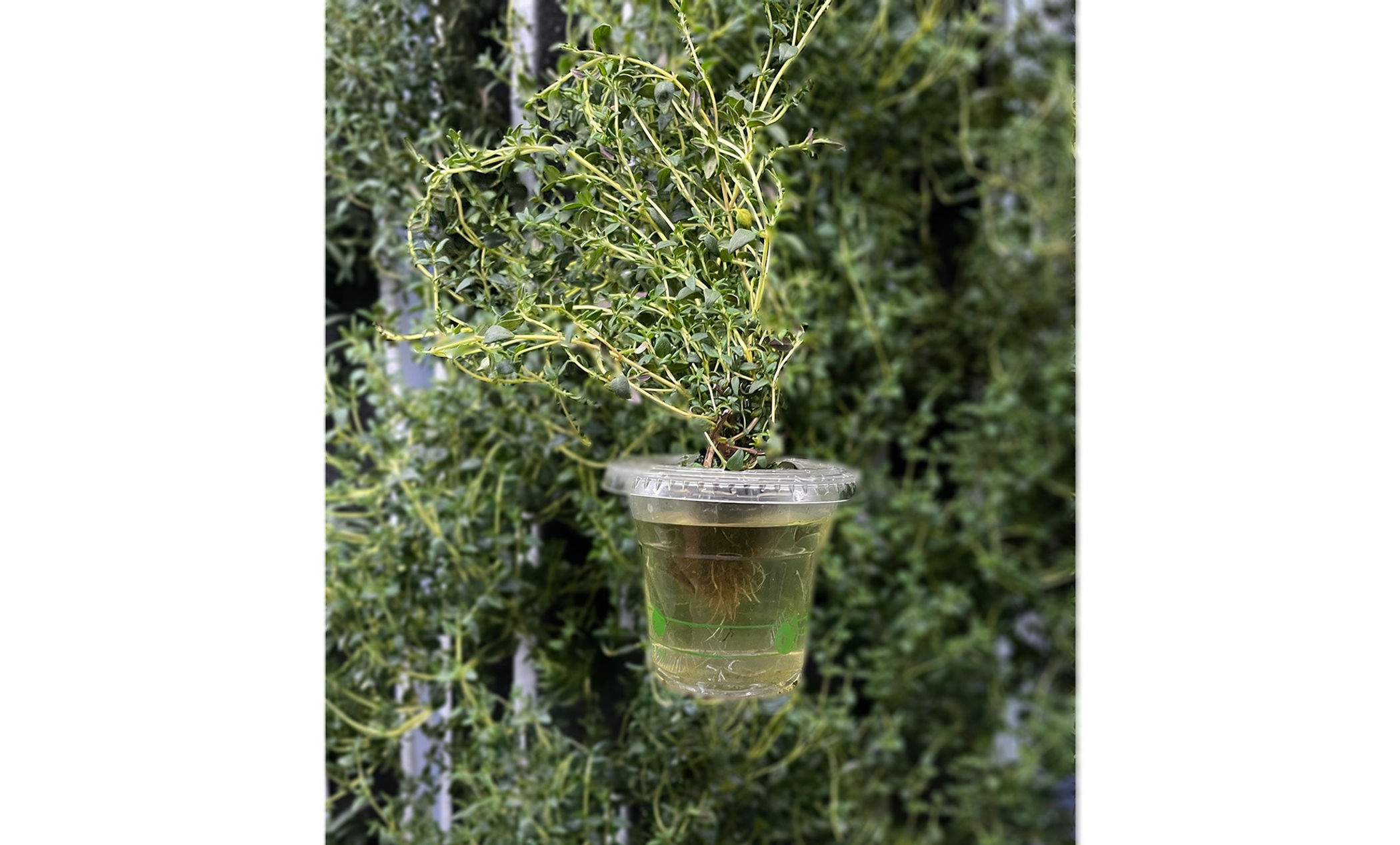 Summer Thyme Seedling