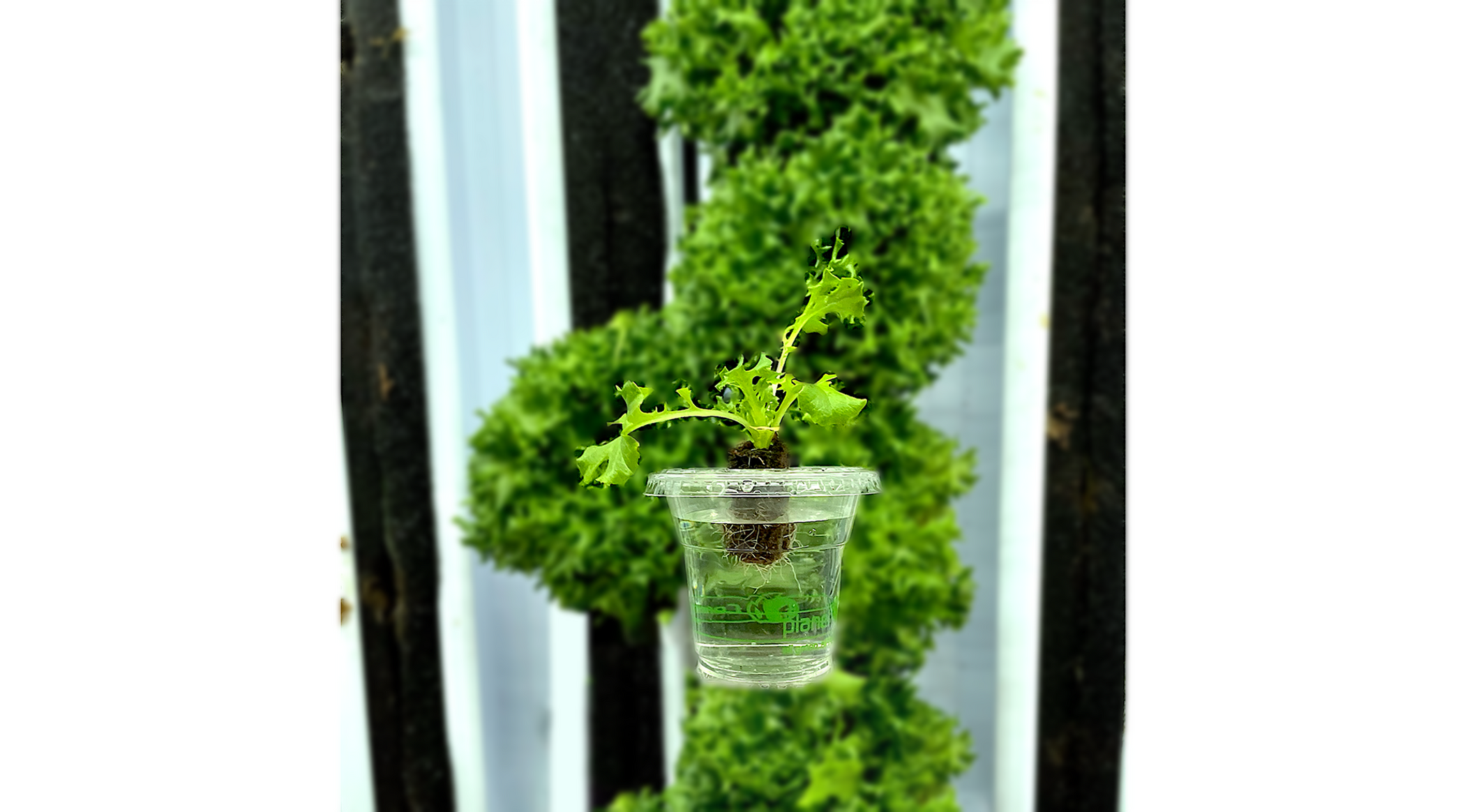 Green Sweet Crisp Lettuce Seedling