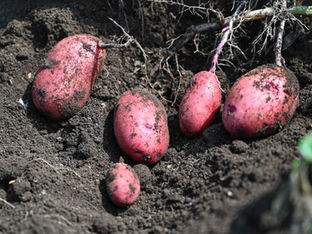 What to eat in Northern Hokkaido, Oct 2023 - Potatoes