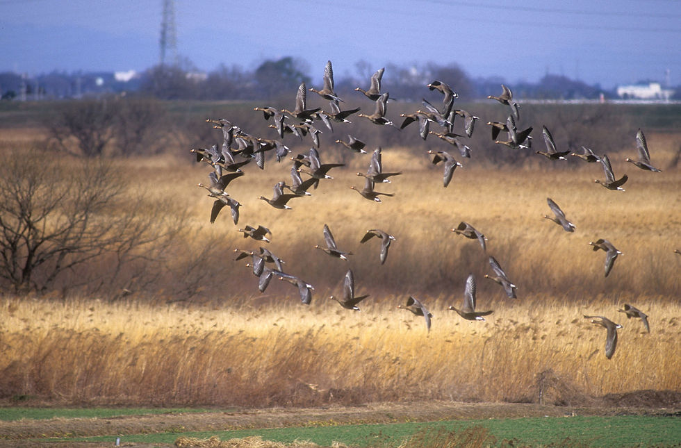 マガン大群の飛来-秋-k.jpg