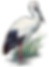 コウノトリ-k.png