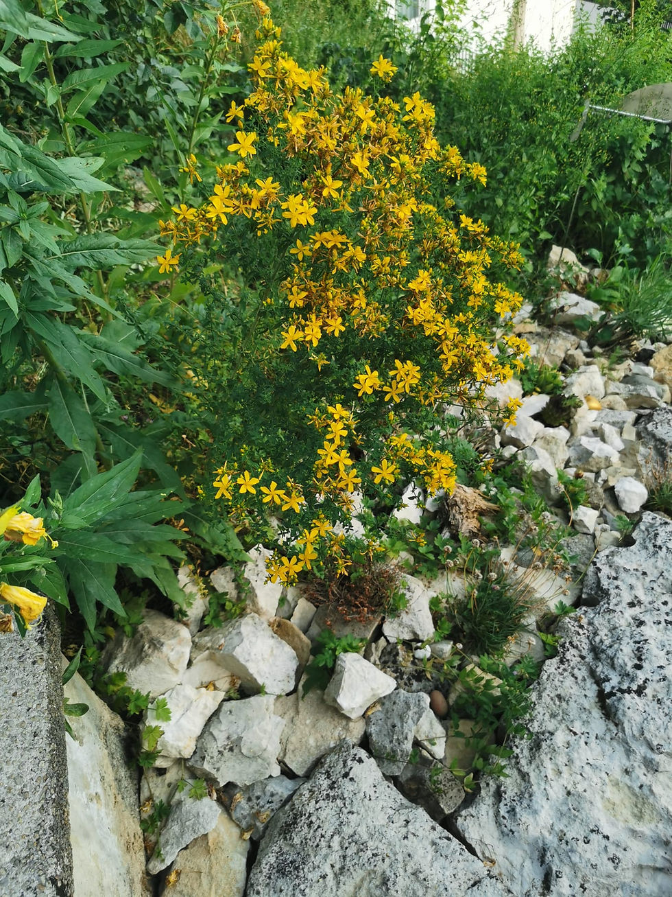 Gelber Blütenstrauch zwischen grauen Steinen und dichtem Grün in einem wilden Garten.