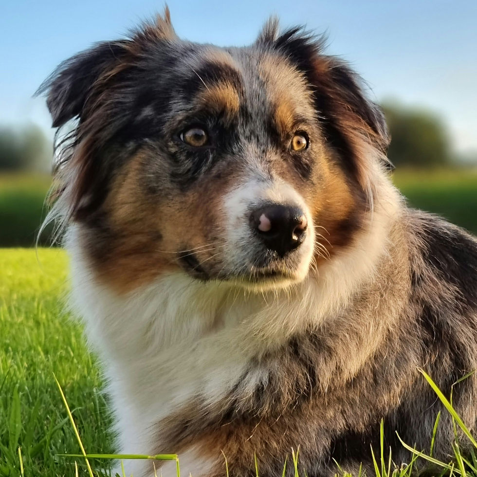 Australische herder
