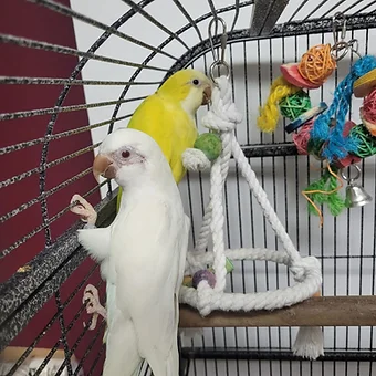 Quaker Parrot.webp