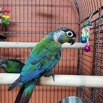 crimsonconure.webp