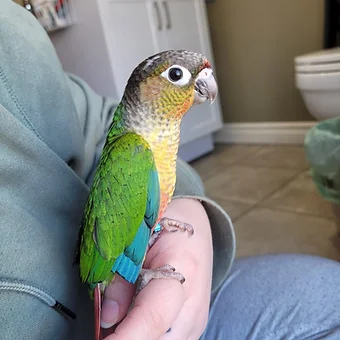 yellowsidedconure.webp