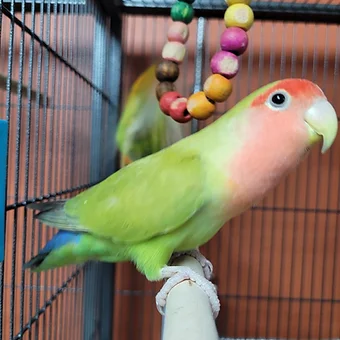 lovebird.webp