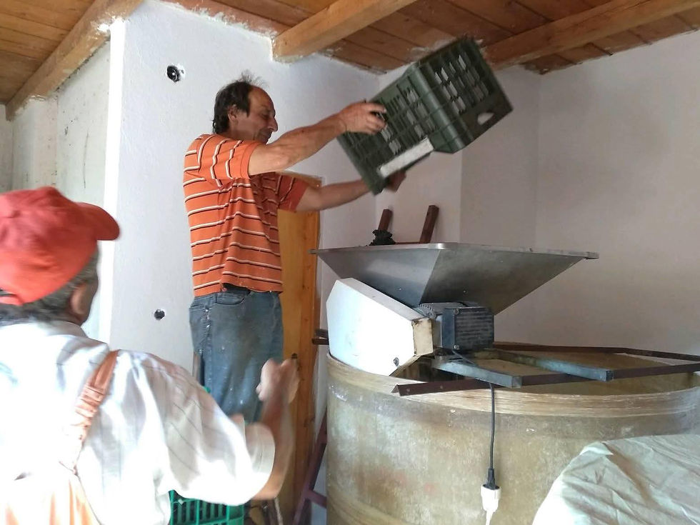 Πάτημα από τον Κωνσταντίνο Ακρίβο - Φωτογραφία: Αλεξάνδρα Ακρίβου