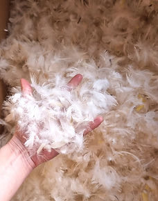 plumes pour coussins - tapissier d'ameublement Chambéry Savoie Terre d'assises