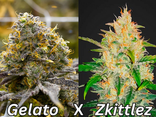 White Runtz Strain: Unmatched Effects, Benefits, and Why It’s a Game-Changer!
