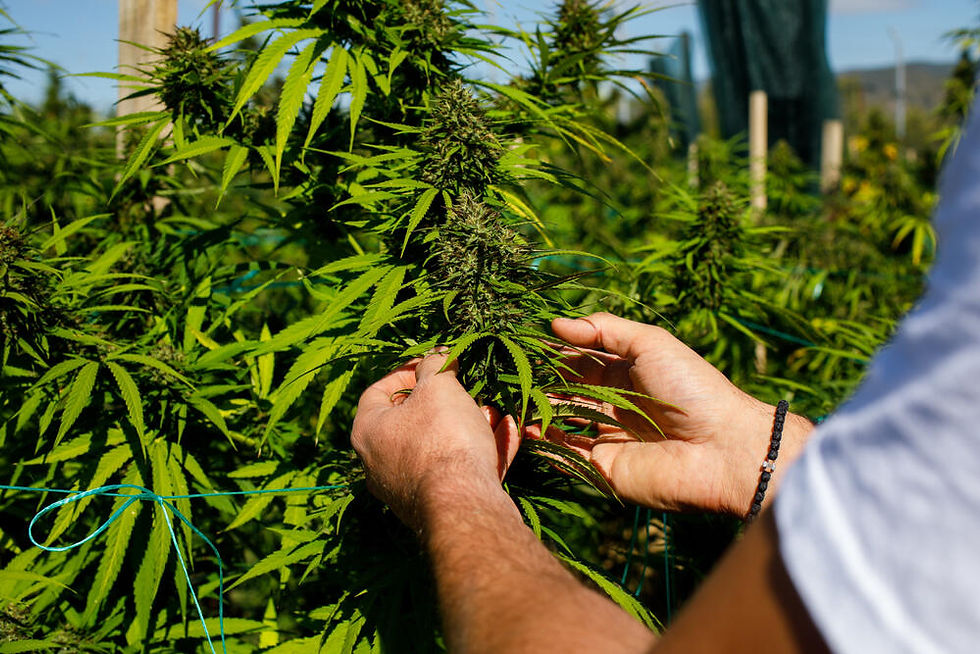 What is THCA? All Natural