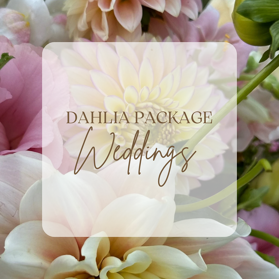 Wedding Dahlia Package