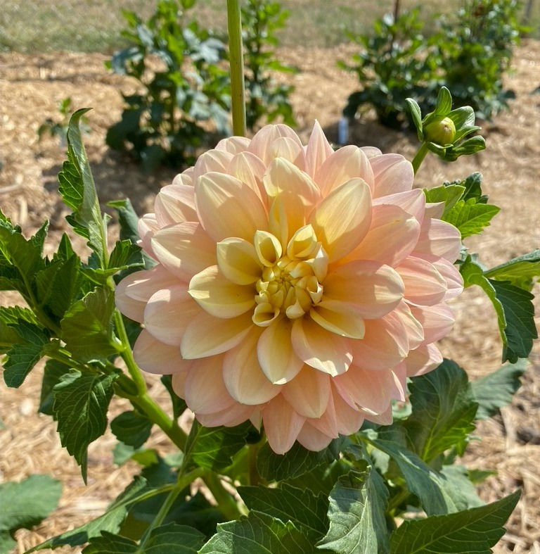 Thumbnail: Day Dreamer