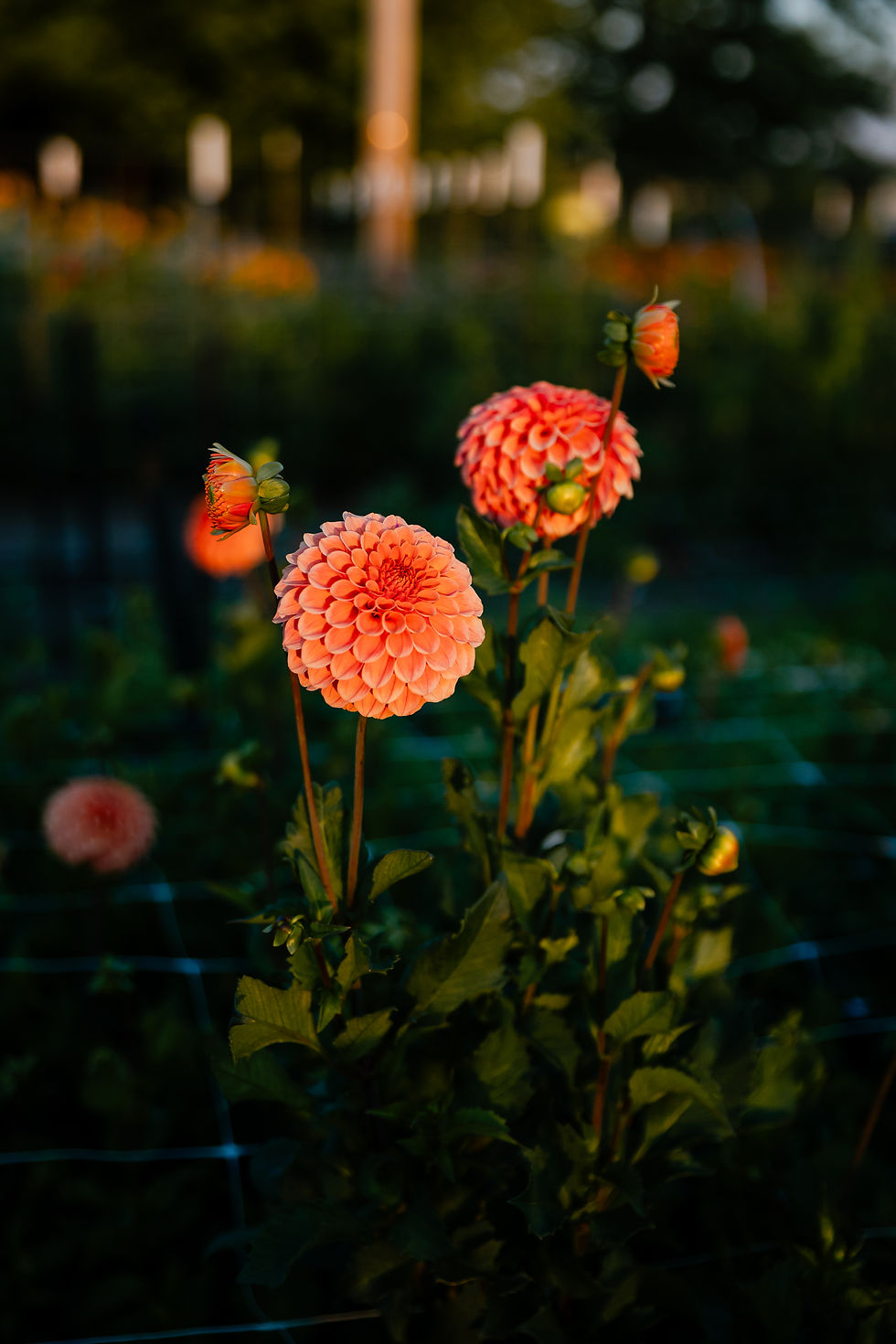Thumbnail: 2026 Dahlia CSA Subscription