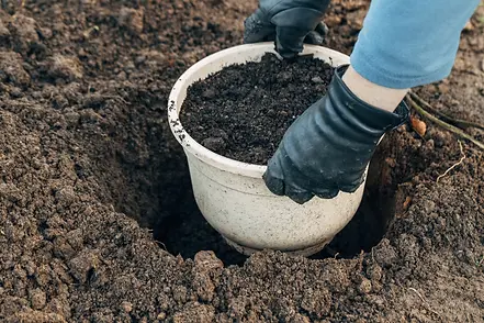 winter-digging-of-plants-into-pots-in-the-ground-2025-02-20-02-37-01-utc.webp