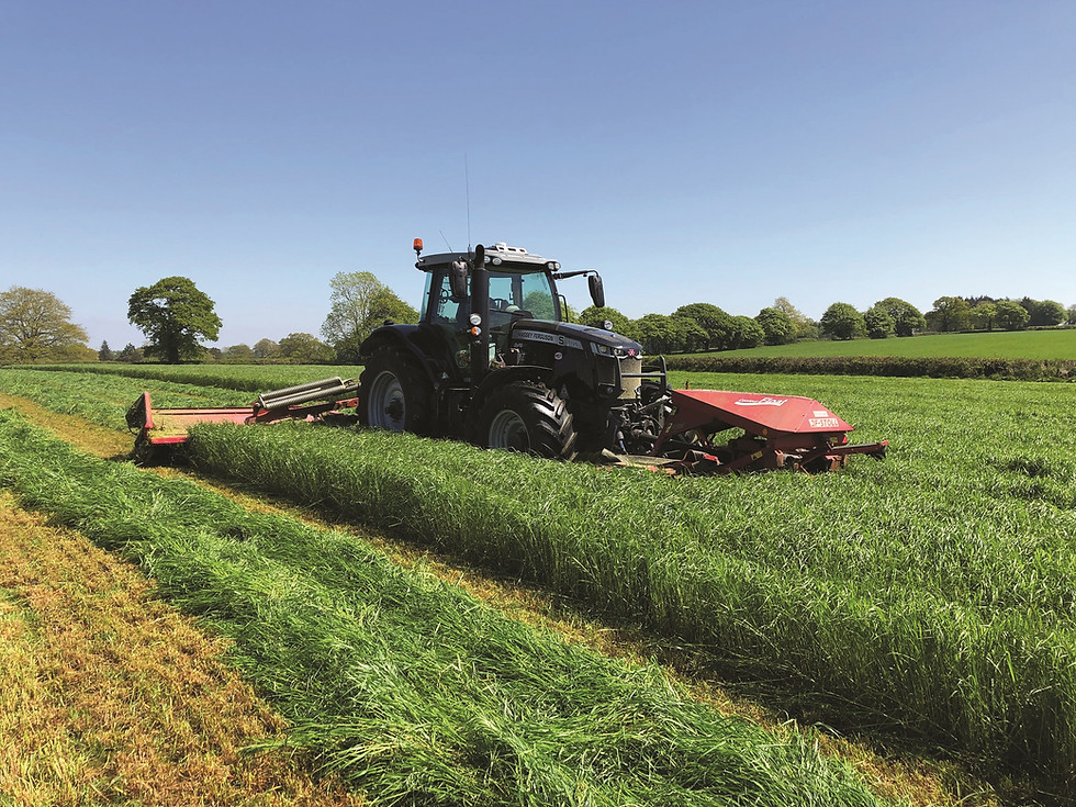 Dense ForageMax ley of ryegrass and clover for silage cutting