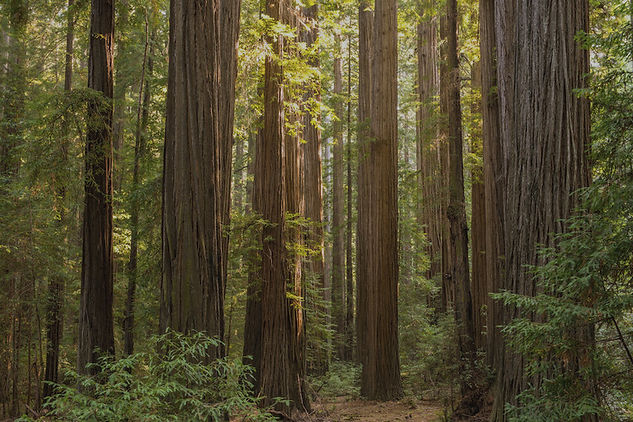 redwood forest_edited.jpg