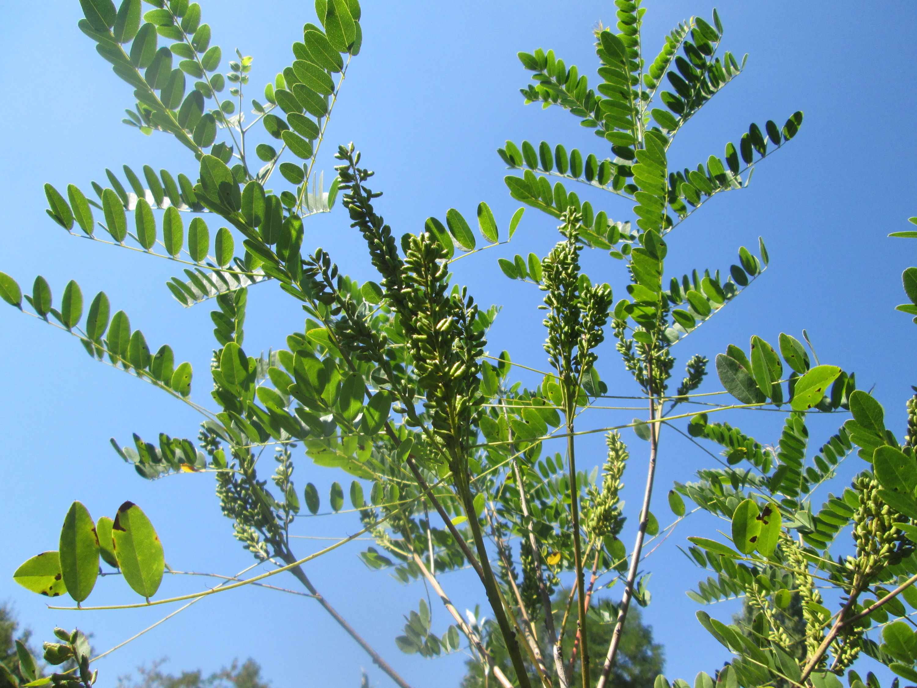 False Indigo (Amorpha fruticosa)