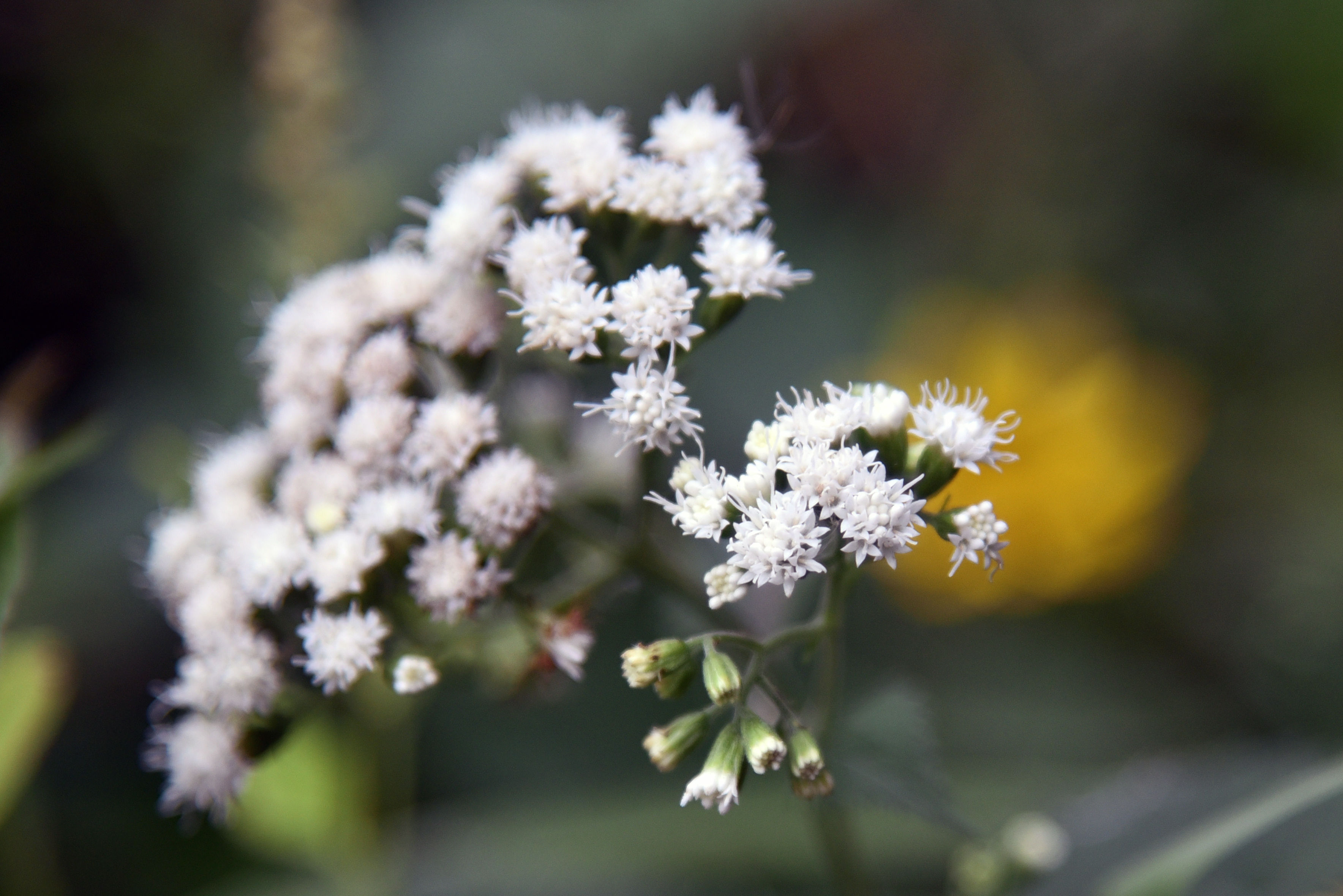 White Snakeroot (Ageratina altissima)