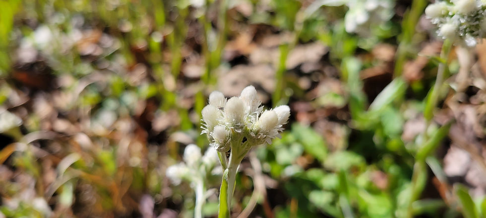 Thumbnail: Pussytoes (Antennaria plantaginifolia)
