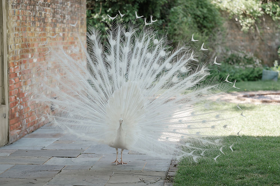 White peacock with a fully fanned tail stands on a stone patio beside a brick wall and green lawn at Northbrook Park