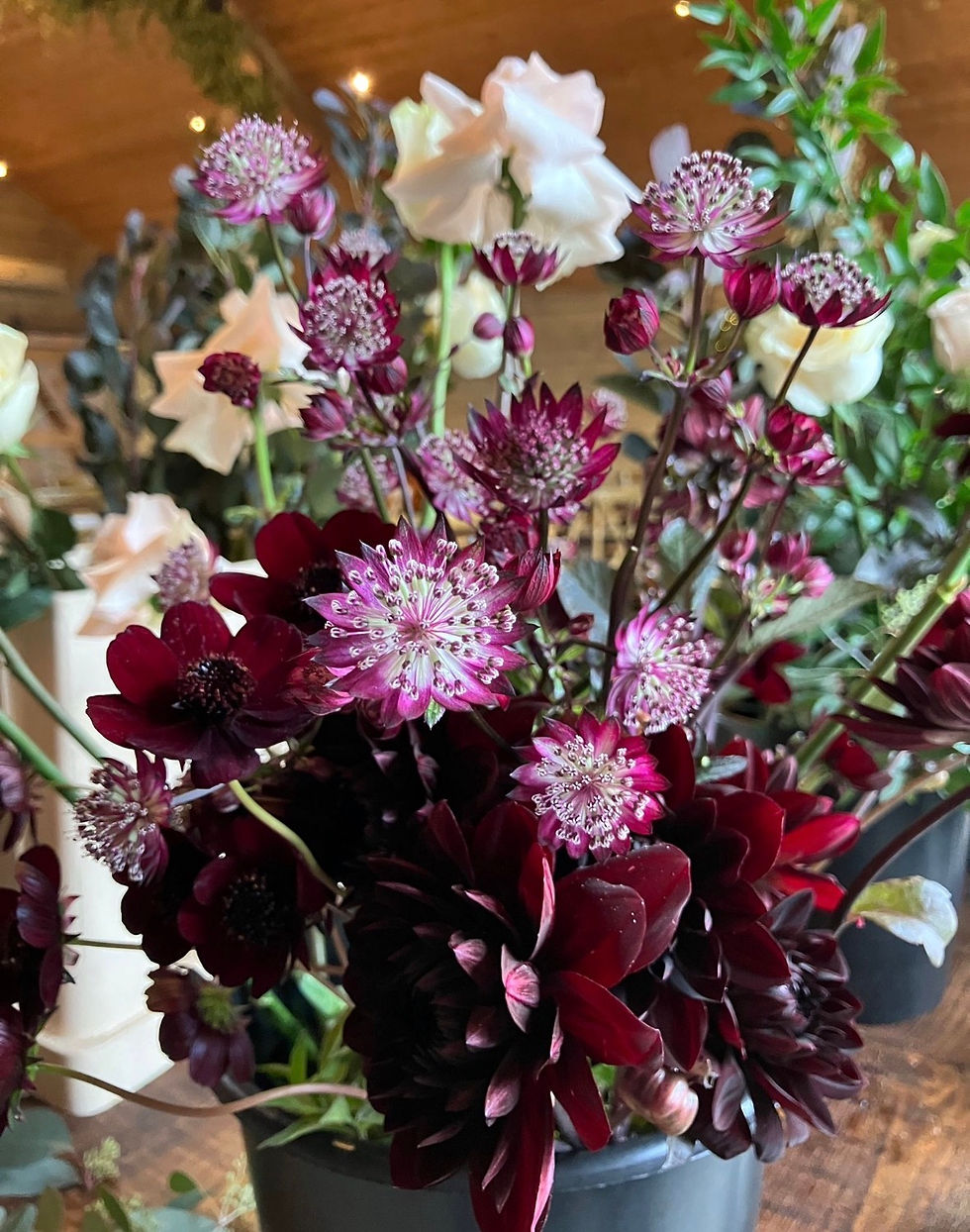 Bouquet of deep burgundy and pink astrantia flowers with white blooms in a black vase, set on a warm indoor table.