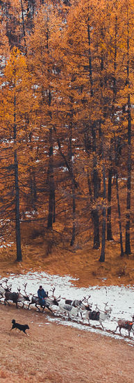 Migrating in the Taiga