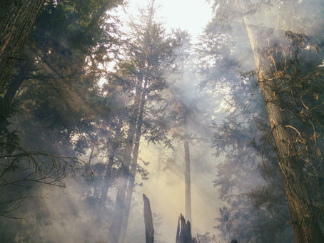 Learning How to Live: Tools for The Regenerative Renaissance