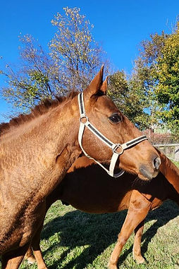 thumbnail (4)_edited.jpg