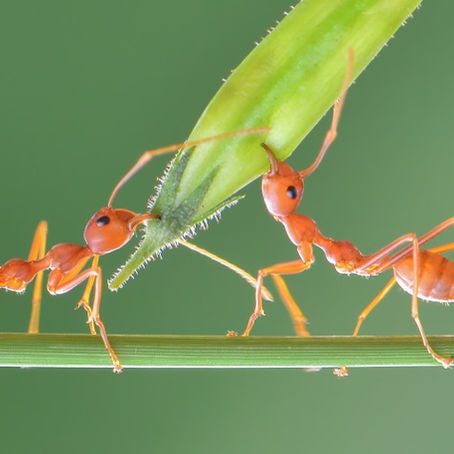 Lessons from the Ants