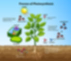 Process of Photosynthesis - This process is enhanced with GroTron