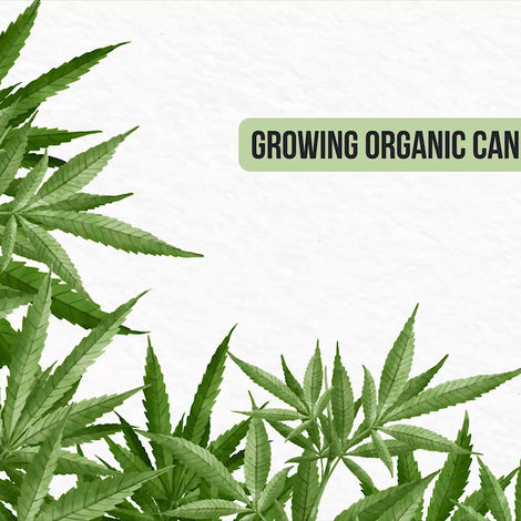Your Guide to Growing ORGANIC Cannabis!