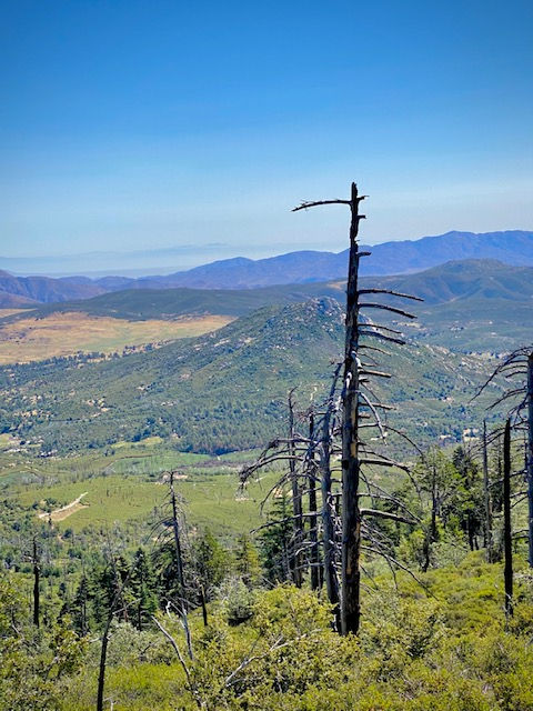 Cuyamaca Peak | Santaego | San Diego Hiking Club, California Hikes, Cocktail Hiker