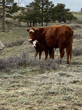 ma calf.JPEG