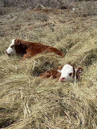 calves.JPEG