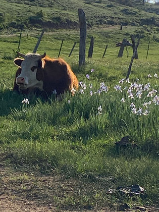 cow in iris.JPEG