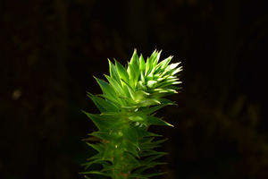Plante