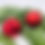 Miniaturbild: Weihnachtsbaumkugeln Glas chianti-rot 20 Stück