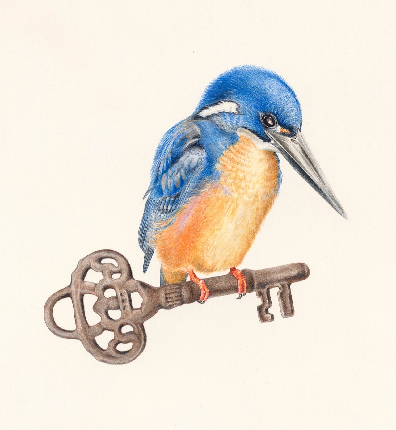 Azure kingfisher